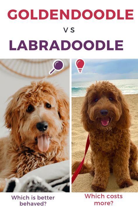 Goldendoodle Vs Labradoodle Complete Comparison Guide  Both of these breeds are in hot demand. Which is perfect for your family? Which costs more? Which is better with children? Mini Labradoodle Full Grown, Mini Goldendoodle Full Grown, Full Grown Mini Goldendoodle, Labradoodle Full Grown, Goldendoodle Full Grown, Labradoodle Vs Goldendoodle, Red Labradoodle, Labradoodle Grooming, Labradoodle Miniature