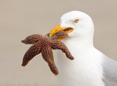 Seagull with Starfish  by Tajuddin Bird Portrait, Coastal Birds, Shorebirds, All Birds, Bird Pictures, Sea Birds, Pretty Birds, Bird Photography, Wild Birds