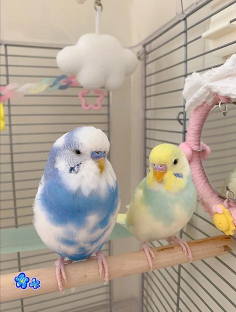 Budgies Bird, Cute Small Animals, Parakeets, Pretty Animals, Silly Animals, Fluffy Animals, Cute Wild Animals, Cute Animal Photos, Pretty Birds