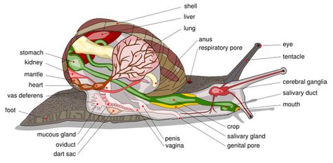 Body parts of a land snail Image under GNU license. Author Original by Wikimedia Commons User Al2, English captions and other edits by Jeff Dahl Snail Anatomy, Snail Facts, Snail Farming, Pet Snails, Salivary Gland, Snails In Garden, Farming Business, Molluscs, Sea Slug