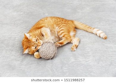 Cat Playing With Ball, Cat Playing With Yarn, Cat Poses, Cat References, Cat Attack, Cat Language, Animal Reference, Dragon Sketch, Cat Reference