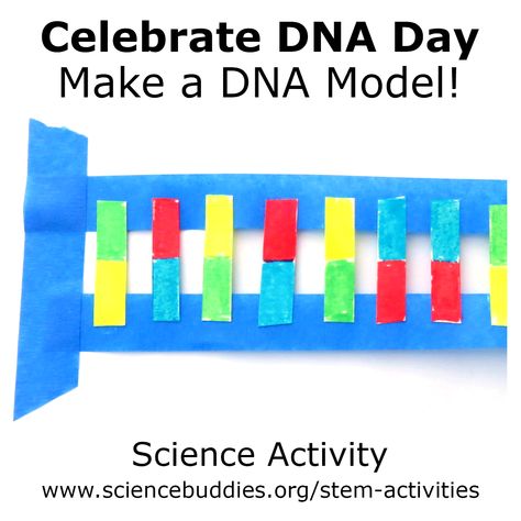 Ready for #DNADay (4/25)? Making a paper DNA model is great for #STEM at home and #remotelearning! Kids will need paper, tape, and markers for this fun hands-on activity.    #DNADay20 #K12science #scienceteacher #scienceactivity #familyscience #DNA #STEMactivity #STEMeducation Dna Model, Pom Pon, Stem Activity, Science Activity, Double Helix, Stem Education, Science Teacher, Stem Activities, Paper Tape