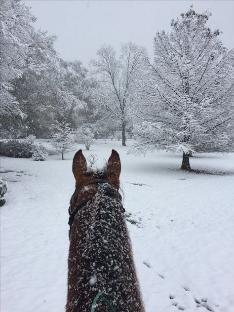 Trail Riding Horses, Farm Inspiration, Horses In Snow, Hogwarts Gryffindor, Winter Horse, Snow Time, Cute Horse Pictures, Dream Farm, Horse Aesthetic