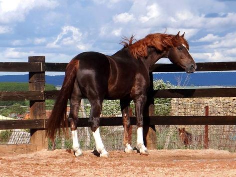 Beautiful black liver chestnut Horse Looking Up, Liver Chestnut Horse, Kathiyawadi Horse, Liver Chestnut, Horse Standing, Horse Markings, Horse Coat Colors, Horse Coats, Beautiful Horse Pictures