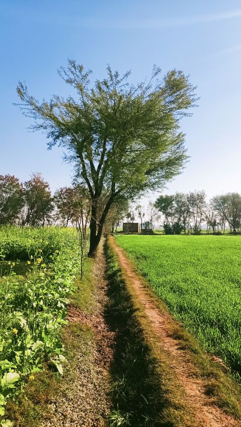 Old Village Photo, Old Punjab, Village Photo, Old Village, Beautiful Sunny Day, Village Photos, Village Photography, Beautiful Locations Nature, Village Life