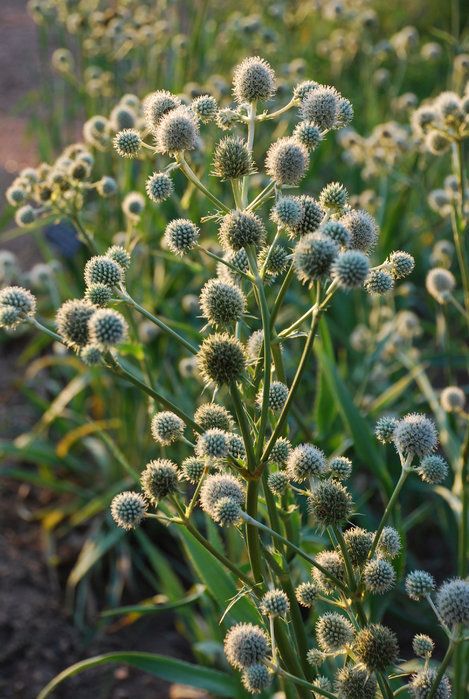 Do a bit of research on native perennials, and you'll find there is a plant that suits any weather or soil condition Wisconsin can deliver. Eryngium Yuccifolium, Rattlesnake Master, Florida Wildflowers, Prairie Nursery, Prairie Planting, Yucca Plant, Sea Holly, Native Flowers, Drought Resistant