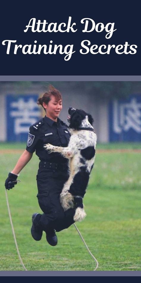 Personal Protection Dog Training, Protection Dog Training, Attack Dog, Police Dog Training, Guard Dog Training, Dog Trick, Shepard Dog, Dog Commands, Basic Dog Training