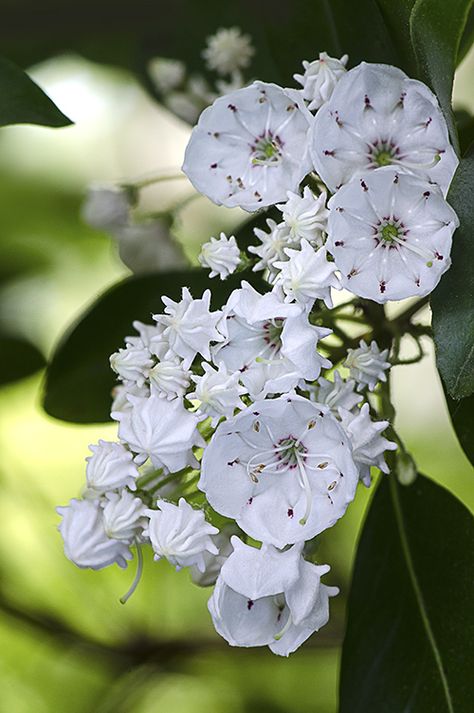 MountainLaurelBlooms 1 lorez Kalmia Latifolia, Blossom Garden, Mountain Laurel, Moon Garden, Wonderful Flowers, Unusual Plants, Unusual Flowers, Rare Flowers, Unique Plants