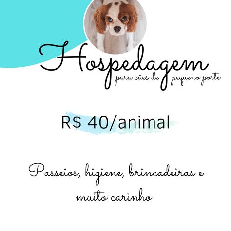 Hotel Pet, Sao Francisco, Pet House, Pet Sitters, Animal House, Pet Shop, Teddy Bear, Hotel, Pet