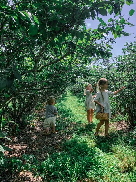 Blueberry Girl, Blueberry Picking, Seasonal Eating, Blueberry Farm, Birth Photos, Freedom Love, Fruit Picking, Blueberry Bushes, Teaching Children