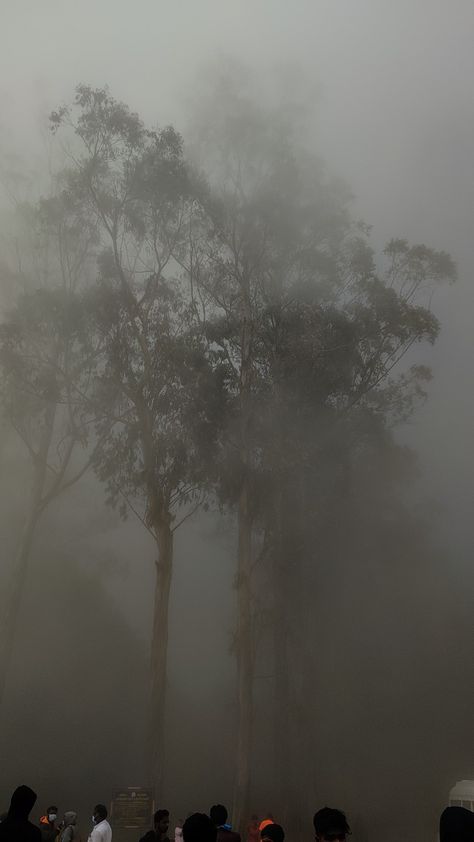 Kodaikanal Photography Ideas, Kodaikanal Aesthetic, Winter Foggy Morning Snap, Kodaikanal Photography, Rainy Day Aesthetic Kerala, Kerala Forest Photography, Breaking Bad Quotes, Banda Neira, Kodaikanal