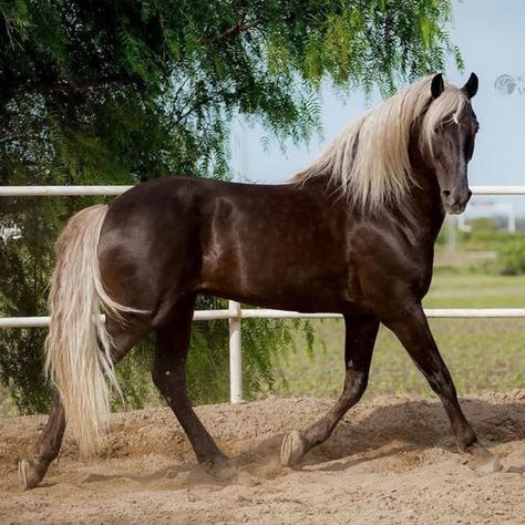 https://www.facebook.com/horseaddict.original/photos/a.592803024263312/1448206485389624/?type=3 Rocky Mountain Horse, Homesteading Animals, Bay Horses, Lusitano Horse, Horse Coat Colors, Mountain Horse, Pony Breeds, Horse Reference, Victorian Paintings