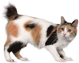 Japanese Bobtail Short Tail Cat, Cat Images Hd, Cat Pictures For Kids, Purebred Cats, Bobtail Cat, Japanese Bobtail, Tabby Kitten, Exotic Cats, Types Of Cats