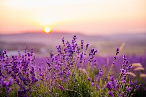 Spring Cover Photos, Spring Landscape Photography, Facebook Cover Photos Inspirational, Wallpaper Edgy, Facebook Background, Background Retro, Wallpaper Homescreen, Purple Wildflowers, Illustration Wallpaper