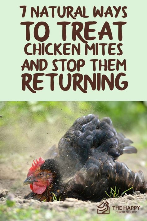 Mites On Chickens, Chicken Mites, Dust Bath For Chickens, Chicken Roost, Chicken Coop Garden, Chicken Feeders, Backyard Chicken Farming, Chicken Life, Chicken Health