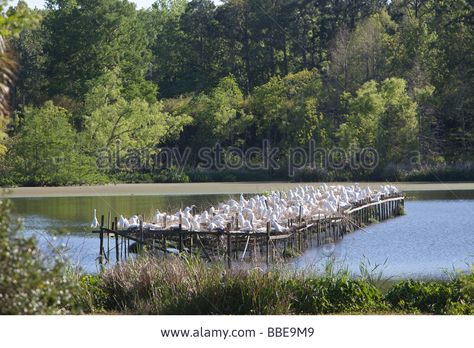 Jungle Gardens on Avery Island, Louisiana Avery Island, Jungle Gardens, Bird Sanctuary, Herons, Mardi Gras, Louisiana, Resolution, Stock Photos, Illustrations