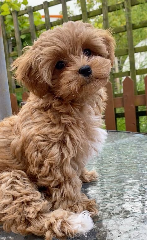 Expensive Dog Breeds, Small Fluffy Dog Haircuts, Dog Breeds Cute, Cute Puppies Photos, Teacup Maltipoo Puppies For Sale, Bichon Frise Puppy Brown, Dog Haircuts Maltipoo, Multi-pooh Puppy, Maltipoo Dogs Full Grown