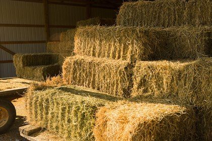 Horse Hay, Hay Loft, Equine Nutrition, Hay Barn, Rural Lifestyle, Old Manor, Barn Interior, Horse Feed, Timber Buildings