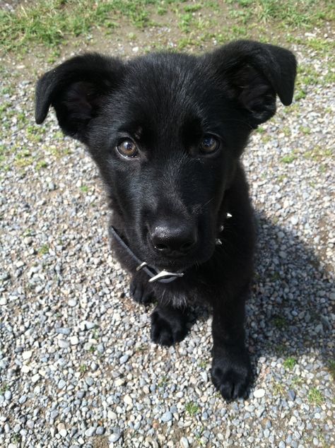 Black Shepard Labrador mix puppy. So adorable! Lab Shepherd Mix Puppy, German Shepherd Mix Puppies, Shepherd Mix Puppies, Lab Mix Puppies, Black Shepherd, Labrador Mix, Shepherd Mix Dog, German Shepherd Mix, Black Puppy