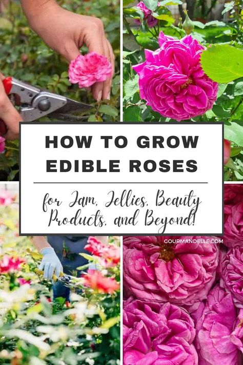 How to Grow Edible Roses for Irresistible Jam, Jellies, Beauty Products, and Beyond! Edible Roses, Rose Care, Nutrition Articles, Growing Roses, Healthy Lifestyle Tips, Healthy Eating Tips, Rose Garden, How To Grow, Beautiful Roses