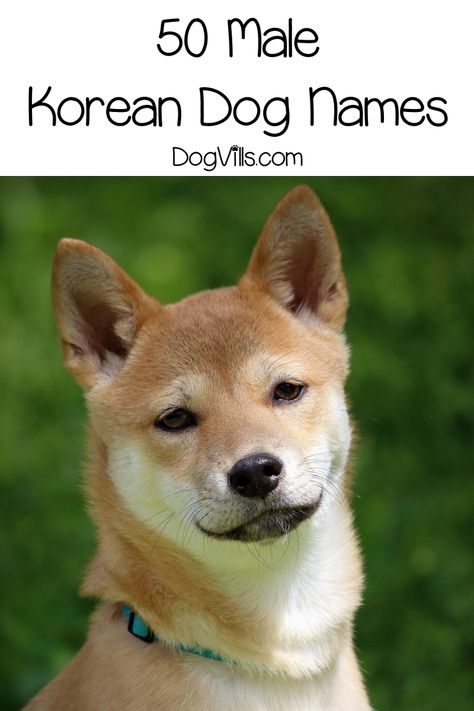 Whether you're looking for Korean dog names because you love the culture or want to honor your heritage, we've got you covered! Korean Dog Names, Japanese Dog Breeds, Japanese Dog, Dog Breeds List, Dog Personality, Japanese Dogs, Shiba Inu Dog, Personalized Dog Collars, Korean Dog