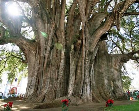 The Tule Tree, or El Árbol del Tule, is a Montezuma cypress tree on the grounds of a church in Santa María del Tule in the Mexican state of Oaxaca. It measures more than 119 feet around but is only 116 feet high (To put that in perspective, the General Sherman is 275 feet high and 102 feet around). It's believed that the tree is about 2,000 years old. Local legend holds that the tree was planted 1,400 years ago by a priest of the Aztec storm god. According to National Geographic, it is the i... Rainbow Eucalyptus Tree, Sequoia Sempervirens, General Sherman, Famous Trees, Rainbow Eucalyptus, Socotra, Giant Tree, Eucalyptus Tree, Montezuma