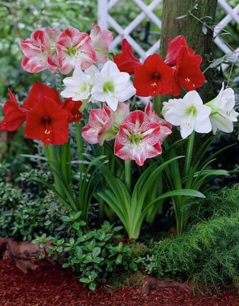 AMARYLLIS FLOWERS Amaryllis Plant, Rockery Garden, Amaryllis Flowers, Amaryllis Bulbs, Wonderful Flowers, Beautiful Flowers Garden, Christmas Flowers, Flowers Garden, Bulb Flowers