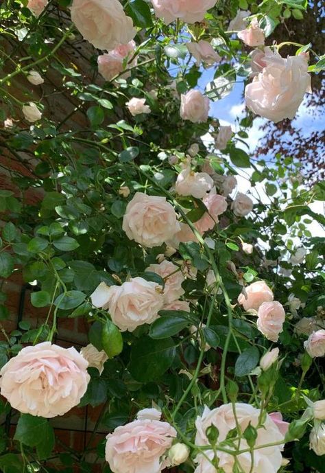 ‘New Dawn’ Climbing Rose (Rosa ‘New Dawn’) Climbing Rose Varieties, New Dawn Climbing Rose, Climbing Rose, Rose Varieties, Traditional Garden, Climbing Roses, Flowering Vines, House Projects, Floral Display