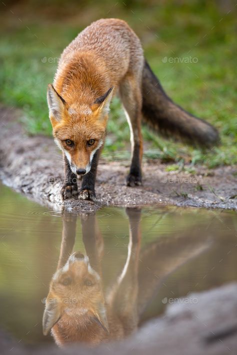 Fox Playing, Fox From Behind, Fox Drinking Water, Fox Looking Down, Red Fox Reference, Fox In Forest, Animal Reflections In Water, Marble Fox Photography, Wolf Looking At Reflection