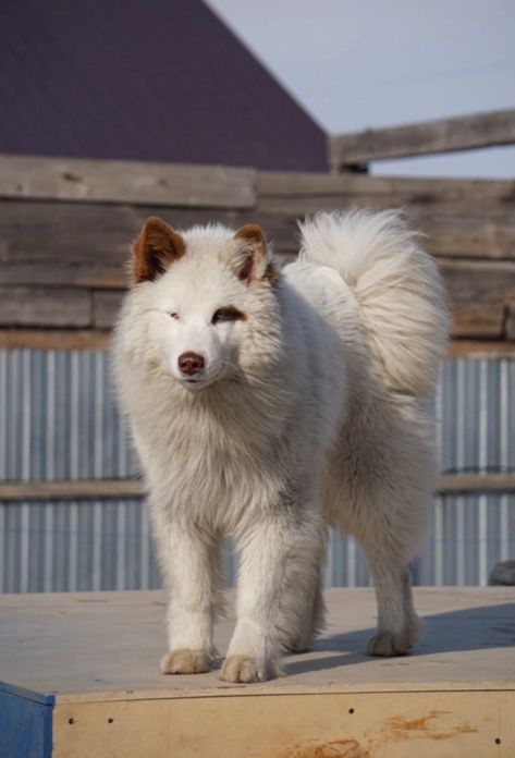 Yakutian Laika, Dogs Breeds, My Husky, Beautiful Dogs, Realism, Cover Photos, Best Dogs, Dog Breeds, Dogs And Puppies