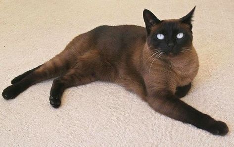 Black Siamese Cat, Cat References, Tonkinese Cat, Vampire Cat, Burmese Cat, Rare Cats, Warrior Cat Oc, Cat Oc, Cat With Blue Eyes