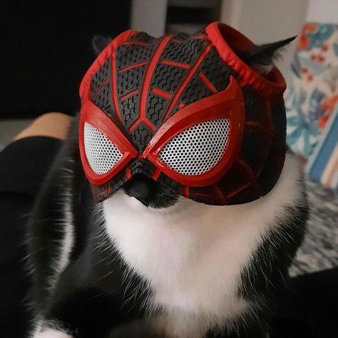 Cat With Spiderman Mask, Spider Cat Pfp, Cat Miles Morales, Spider Man Cat, Miles Morales Pfp, Cat Spiderman, Pfp Spiderman, Spiderman Room, Spider Cat