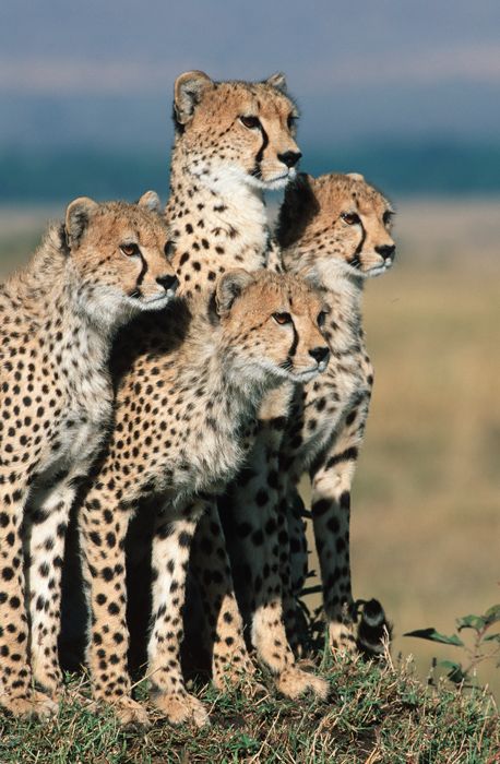 Cheetahs by Winfried Wisniewski Cheetah Family, Cheetah Cub, Cheetah Cubs, Beautiful Wildlife, Cheetahs, Big Cat, African Animals, Wildlife Animals, Alam Yang Indah