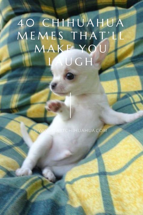 Chiuaua Puppy Funny, Chiuahaha Funny, Ugly Chihuahua, Funny Chihuahua Pictures Hilarious, Sassy Chihuahua, Chihuahua Funny Wallpaper, Chihuahua Dogs Funny, Chihuahua Quotes Funny, Chihuahua Videos