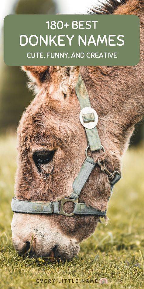 Donkey eating grass. Funny Animal Names List, Unique Animal Names, Animal Names Unique, Donkey Aesthetic, Minature Donkey, Funny Donkey Pictures, Donkey Breeds, Stuffed Animal Names, Animals Name List