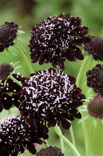 Scabiosa Atropurpurea, Goth Garden, Black Garden, Black Night, Cut Flower Garden, Garden Equipment, Black Knight, Annual Flowers, Heirloom Seeds