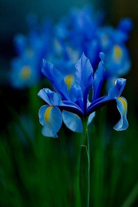 Blue Iris Flowers, Blue Delphinium, Most Popular Flowers, Popular Flowers, Blue Iris, Blue Garden, Flower Spike, Iris Flowers, Blue Roses