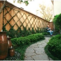 Creeping fig Vines Trellis, Wall Vines, Jasmine Vines, Jasmine Vine, Vine Trellis, Garden Vines, Trellis Plants, Backyard Pergola, Evergreen Plants