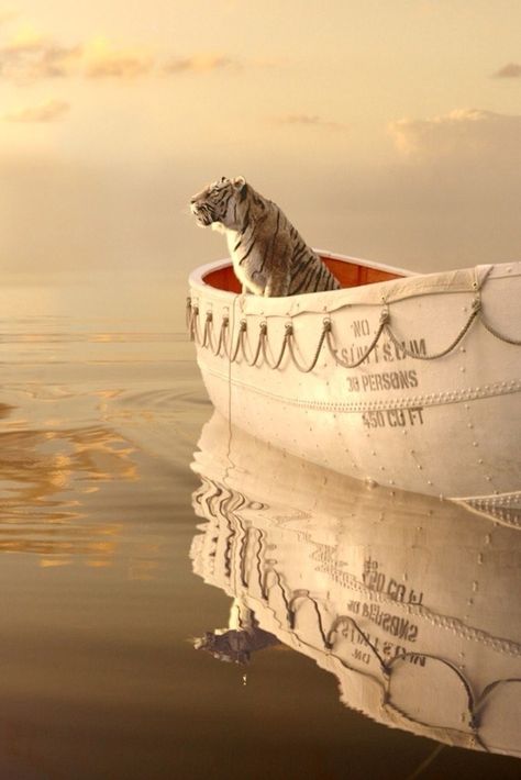 From Life of Pi Pi Film, Life Of Pi 2012, Film Life, Life Of Pi, Take Two, The Tiger, Film Serie, Film Stills, Great Movies