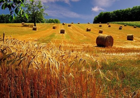 Italy Landscape, Farm Field, Fields Of Gold, Hay Bales, Field Of Dreams, Wheat Fields, Country Scenes, Rural Landscape, Plein Air Paintings