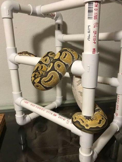 Corn Snake Enclosure Ideas Diy, Snake Tank Setup Ideas, Diy Corn Snake Enclosure, Pet Snake Habitat, Reptile Enrichment Ideas, Ball Python Enrichment Ideas, Snake Climbing Diy, Ball Python Setup, Ball Python Enclosure Ideas Diy