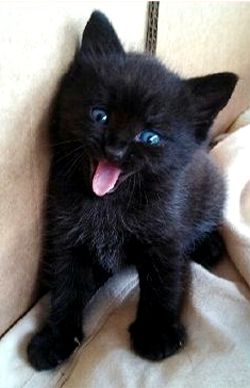 silly black kitten with blue eyes Gatto Carino, Black Kitten, Kittens And Puppies, Cute Cats And Kittens, Cute Kittens, Beautiful Cats, Baby Cats, Catsuit, Crazy Cats