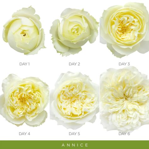 White Peonies Garden, Bulk Flowers Online, Flowers Peonies, Wholesale Roses, Fragrant Roses, Wedding Rose, Succulent Centerpieces, Rose Centerpieces, Peonies Garden