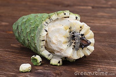 Exotic Fruit Monstera Deliciosa In Madeira - Download From Over 56 Million High Quality Stock Photos, Images, Vectors. Sign up for FREE today. Image: 57907615 Monstera Deliciosa Fruit, Plant Food Diy, Fruit Salad Tree, Deliciosa Plant, Weird Fruit, Fruit List, Unique Fruit, Sour Fruit, Fruits Photos