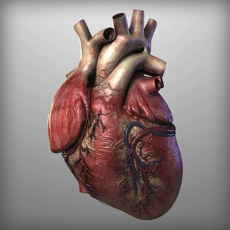 Dibujo en 3D de un corazón humano. Art Bizarre, Human Heart Anatomy, Heart Real, Blood Pressure Symptoms, The Human Heart, Blood Pressure Chart, Heart Anatomy, Blood Pressure Diet, Clogged Arteries