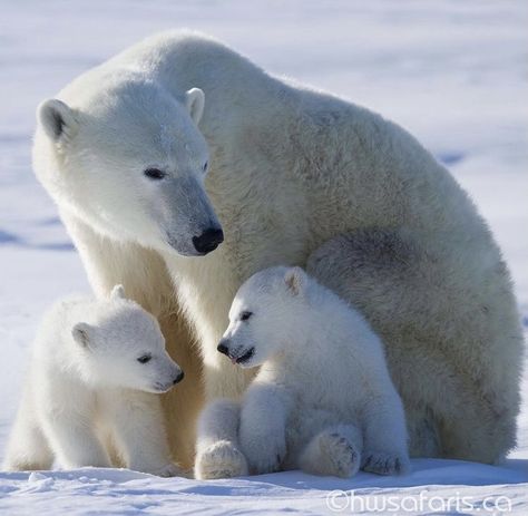 Polar Bear Cubs, Polar Bear Images, Bear And Cubs, Bear Panda, Baby Polar Bears, Bear Photos, Arctic Animals, Wildlife Photos, White Bear