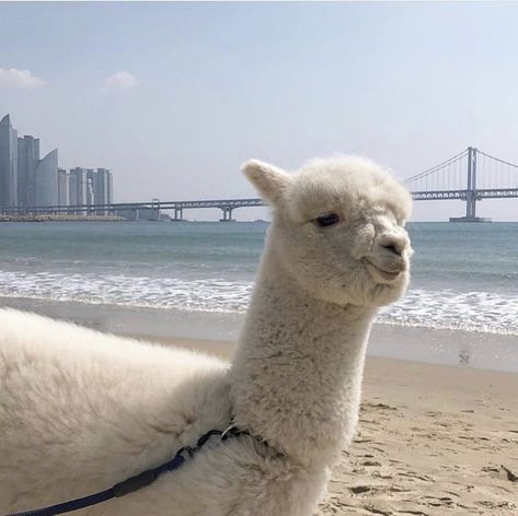 Llama, Alpaca, Instagram