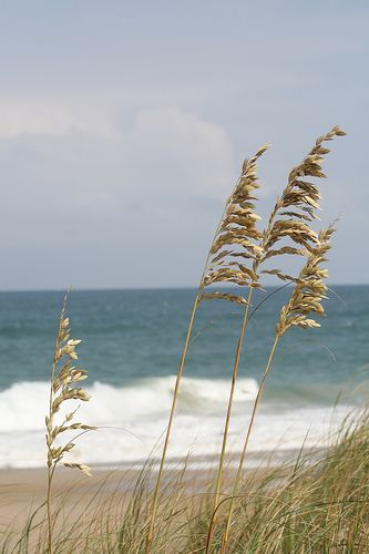 Sea Oats Tattoo, Airbnb Artwork, Shoreline Painting, Sea Oats, Beach Grass, She Sells Seashells, Beach Watercolor, Ocean Scenes, Beach Living