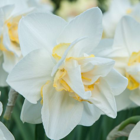 Daffodil Bulbs White Lion Modern English Cottage, Amsterdam Tulips, Fall Bulbs, Daffodil Bulbs, White Petals, Spring Flowering Bulbs, English Cottage Garden, White Lion, Moon Garden