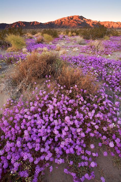 Arizona Wildflowers, Snow Canyon State Park, Flowering Succulents, Nevada Desert, Capitol Reef National Park, Desert Flowers, Valley Of Fire, American Road Trip, Spring Trip